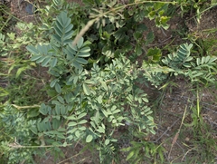 Färber-indigo (Indigofera tinctoria)