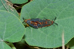 Eichlinia grande