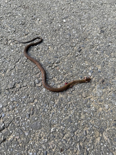 Kosempo Keelback