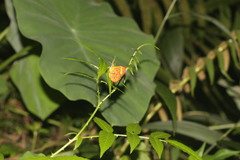 Callidula attenuata