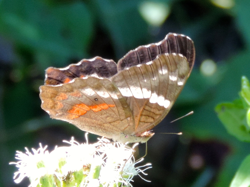 Banded Peacock
