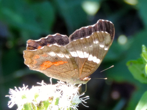 Banded Peacock
