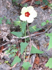 Hibiscus physaloides