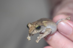 Kurixalus berylliniris