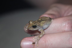 Kurixalus berylliniris