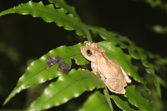 Kurixalus berylliniris