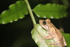 Kurixalus berylliniris