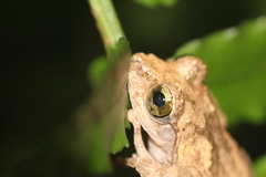 Kurixalus berylliniris