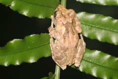 Kurixalus berylliniris