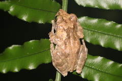 Kurixalus berylliniris