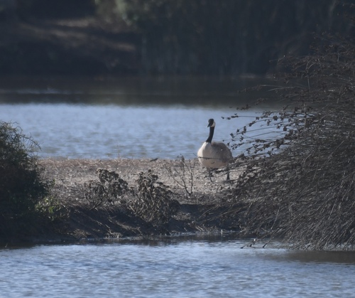 iNaturalist observation photo of Canada Goose