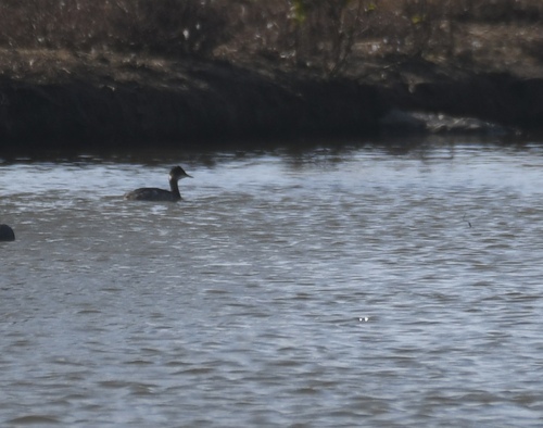 iNaturalist observation photo of Eared Grebe