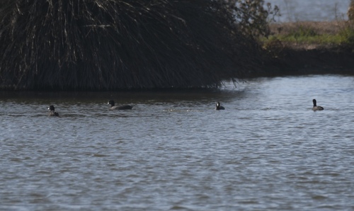 iNaturalist observation photo of American Coot
