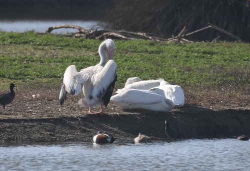 iNaturalist observation photo of American White Pelican