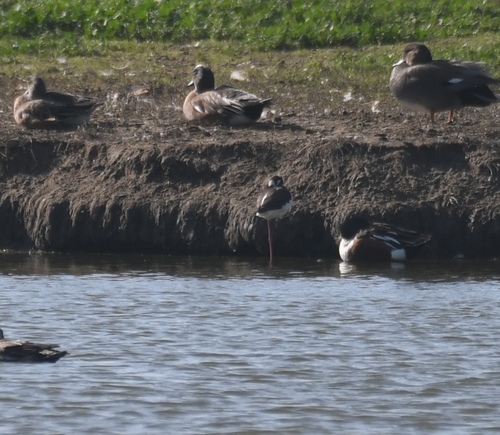 iNaturalist observation photo of Black-necked Stilt