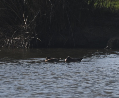 iNaturalist observation photo of American Wigeon