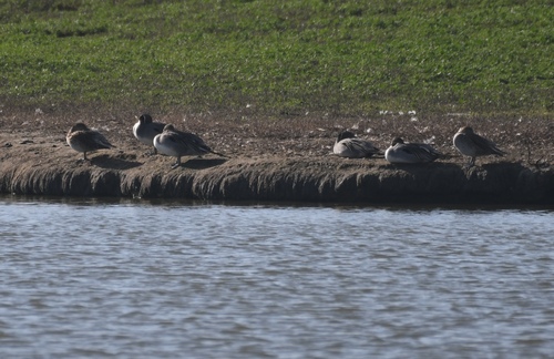 iNaturalist observation photo of Northern Pintail