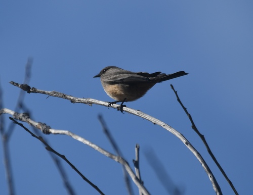 iNaturalist observation photo of Say's Phoebe
