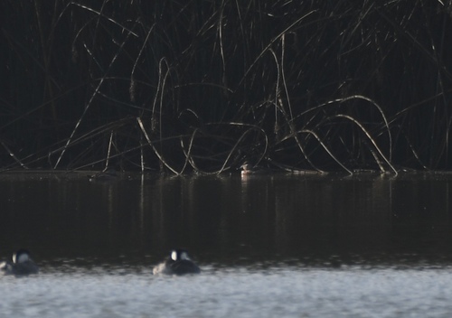 iNaturalist observation photo of Ruddy Duck