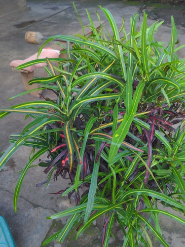 Variegated Croton