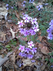 Glandularia canadensis