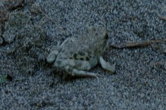 Pleurodema bufoninum