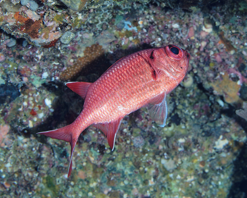 Myripristis pralinia observed 2025-11-23