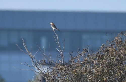 iNaturalist observation photo of American Kestrel