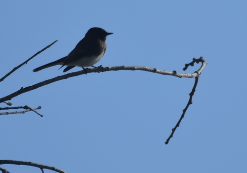 iNaturalist observation photo of Black Phoebe