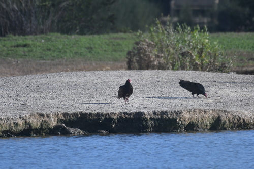 iNaturalist observation photo of Turkey Vulture