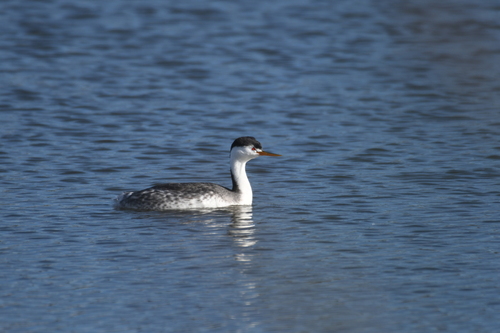 iNaturalist observation photo of Clark's Grebe
