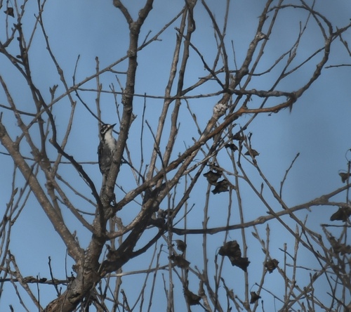 iNaturalist observation photo of Nuttall's Woodpecker