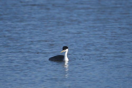 iNaturalist observation photo of Western Grebe