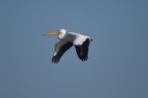 iNaturalist observation photo of American White Pelican