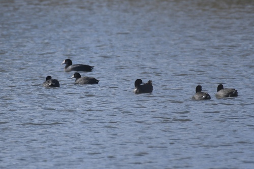 iNaturalist observation photo of American Coot