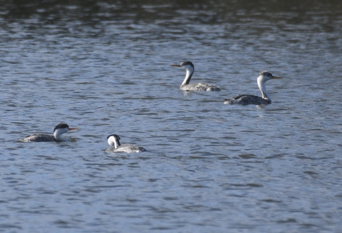 iNaturalist observation photo of Clark's Grebe