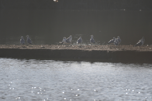 iNaturalist observation photo of Ring-billed Gull