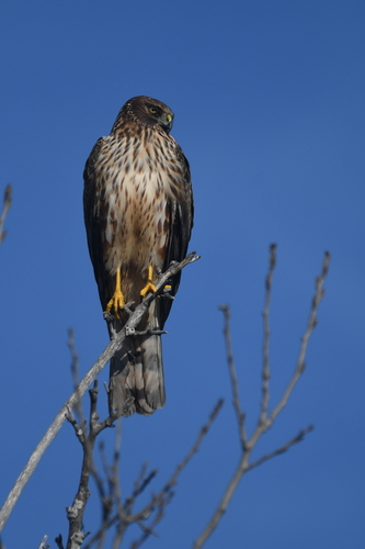 iNaturalist observation photo of Northern Harrier