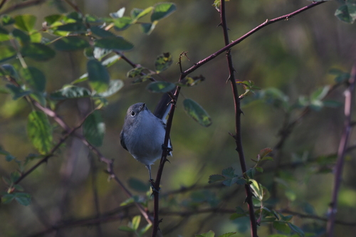iNaturalist observation photo of Blue-gray Gnatcatcher