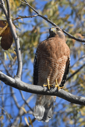 iNaturalist observation photo of Red-shouldered Hawk