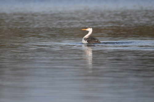iNaturalist observation photo of Clark's Grebe