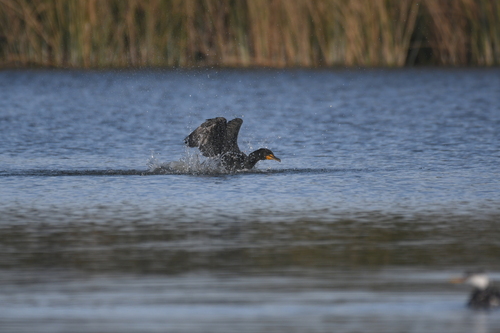 iNaturalist observation photo of Double-crested Cormorant