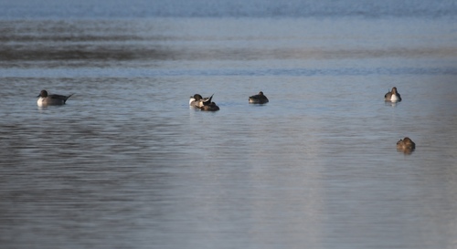 iNaturalist observation photo of Northern Pintail
