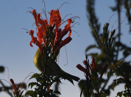 iNaturalist observation photo of Orange-crowned Warbler