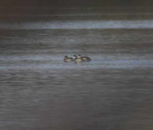 iNaturalist observation photo of Eared Grebe