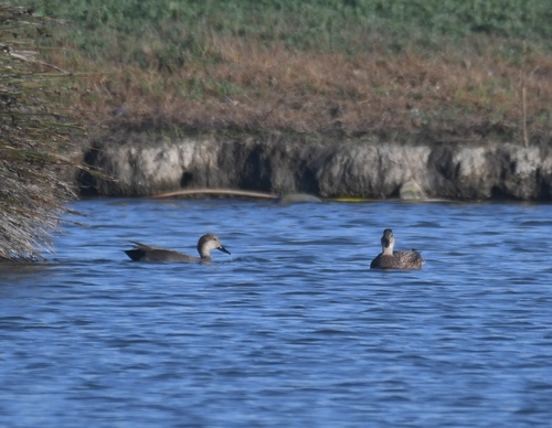 iNaturalist observation photo of Gadwall