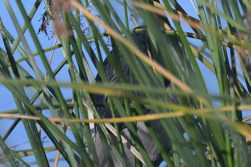 iNaturalist observation photo of Black-crowned Night Heron