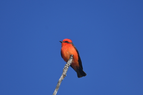 iNaturalist observation photo of Vermilion Flycatcher