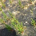 Salicornia utahensis - Photo (c) Eric Keith, algunos derechos reservados (CC BY-NC), subido por Eric Keith