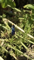 Laeviscolia frontalis